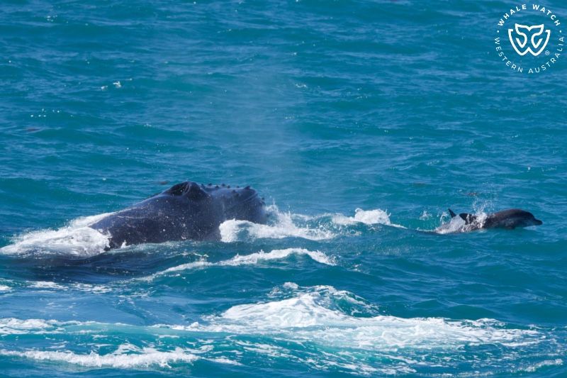Whale Watch Western Australia