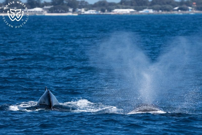 Whale Watch Western Australia