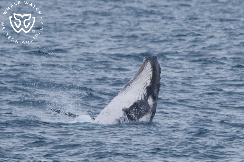 Whale Watch Western Australia