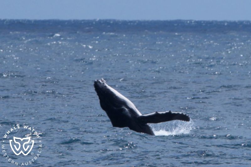 Whale Watch Western Australia