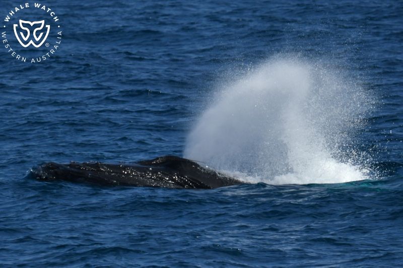 Whale Watch Western Australia