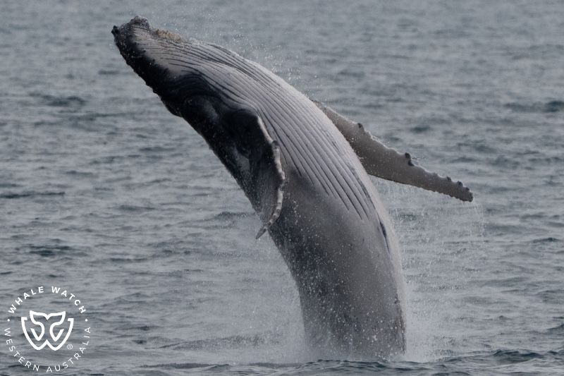 Whale Watch Western Australia