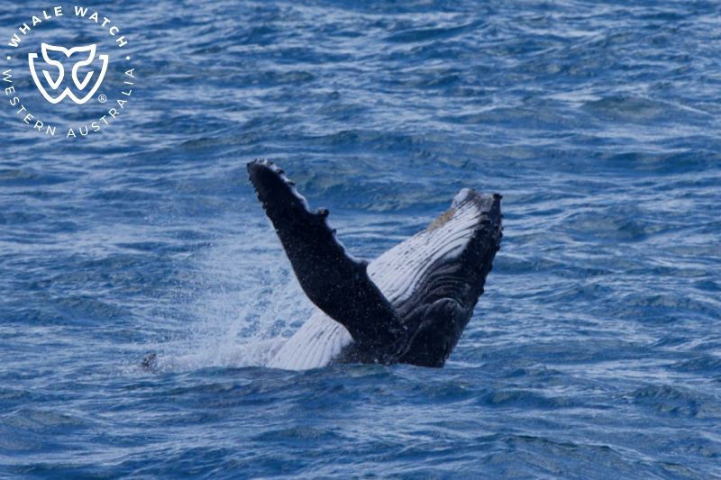 Whale Watch Western Australia
