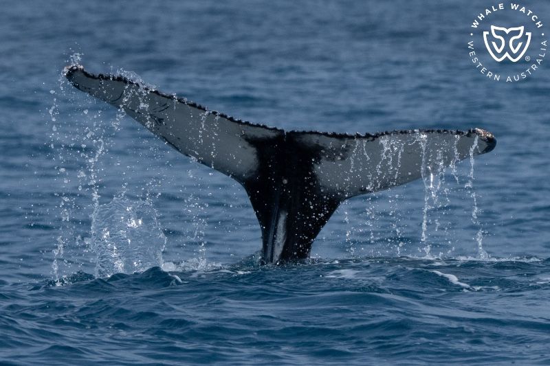 Whale Watch Western Australia