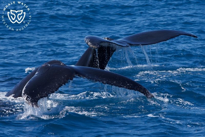 Whale Watch Western Australia