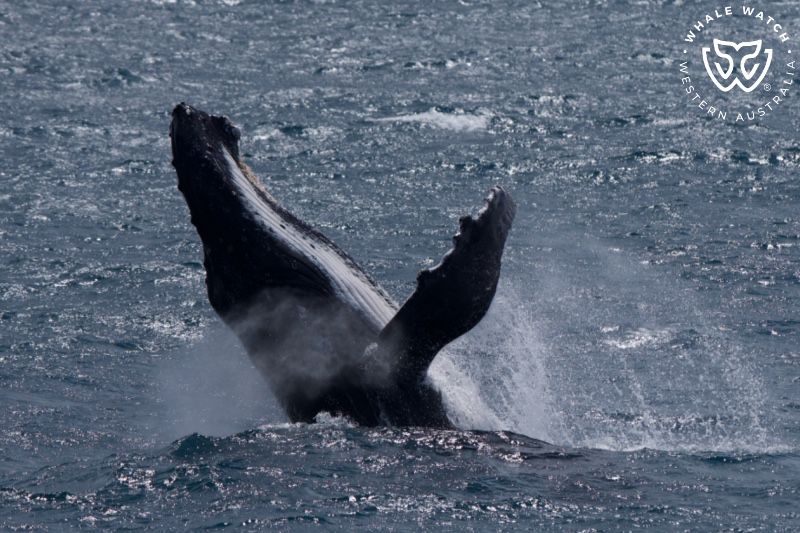 Whale Watch Western Australia