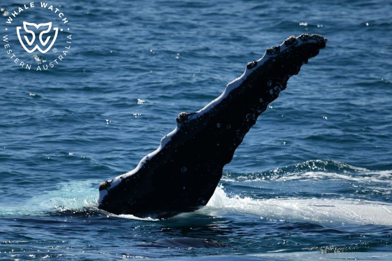 Whale Watch Western Australia