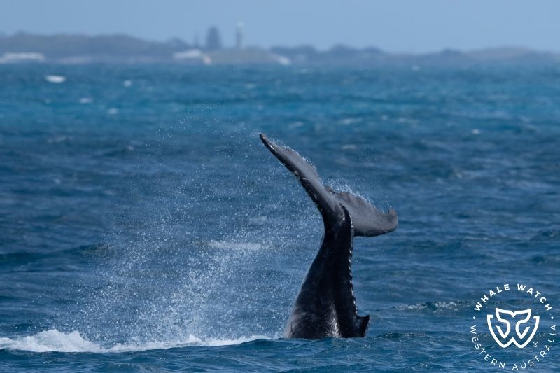 Whale Watch Western Australia