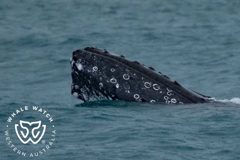 Whale Watch Western Australia