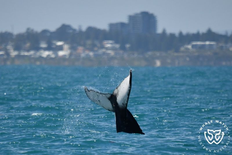 Whale Watch Western Australia