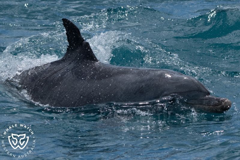 Whale Watch Western Australia