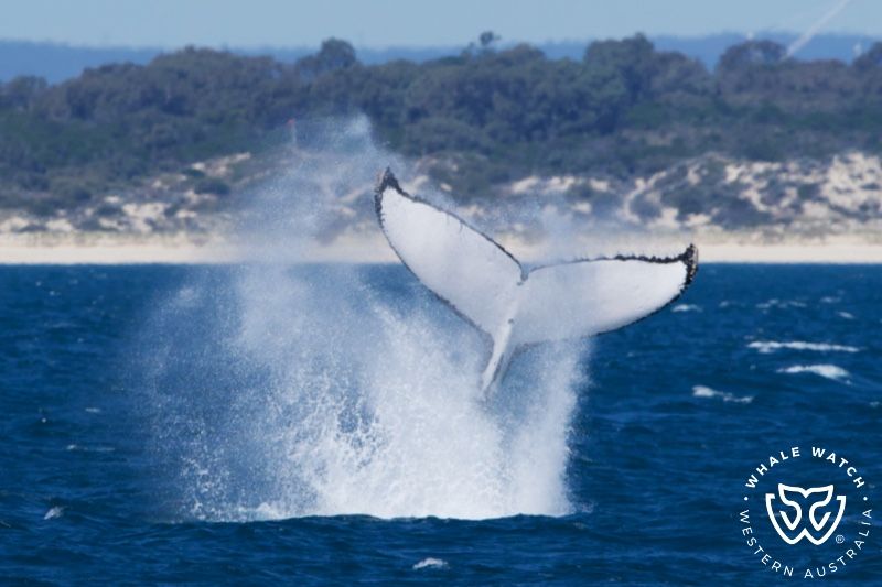 Whale Watch Western Australia