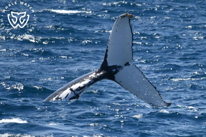 Whale Watch Western Australia