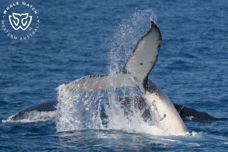 Whale Watch Western Australia