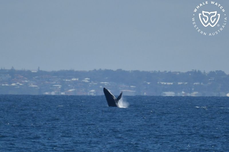 Whale Watch Western Australia