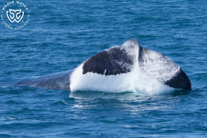 Whale Watch Western Australia