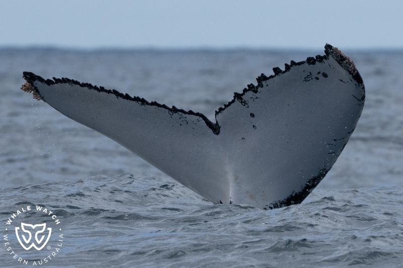 Whale Watch Western Australia