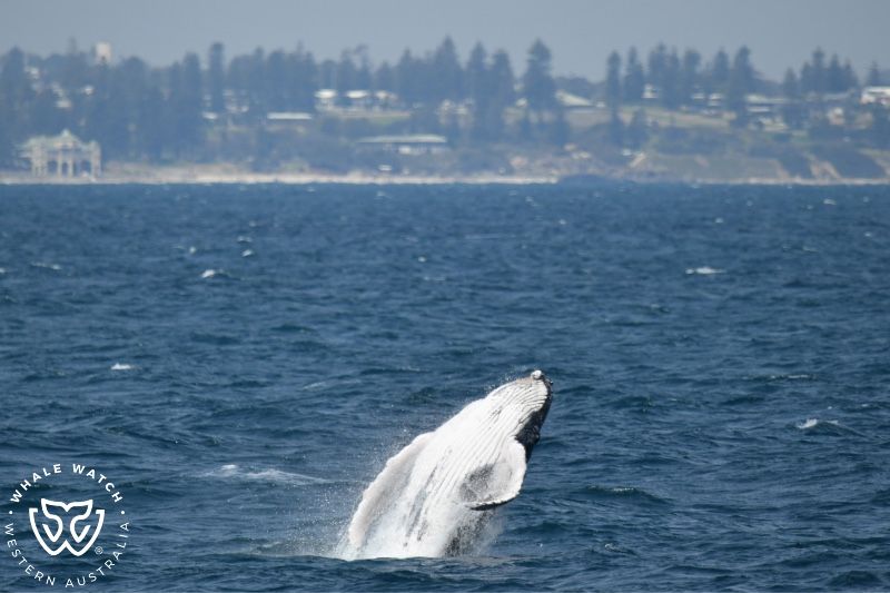 Whale Watch Western Australia