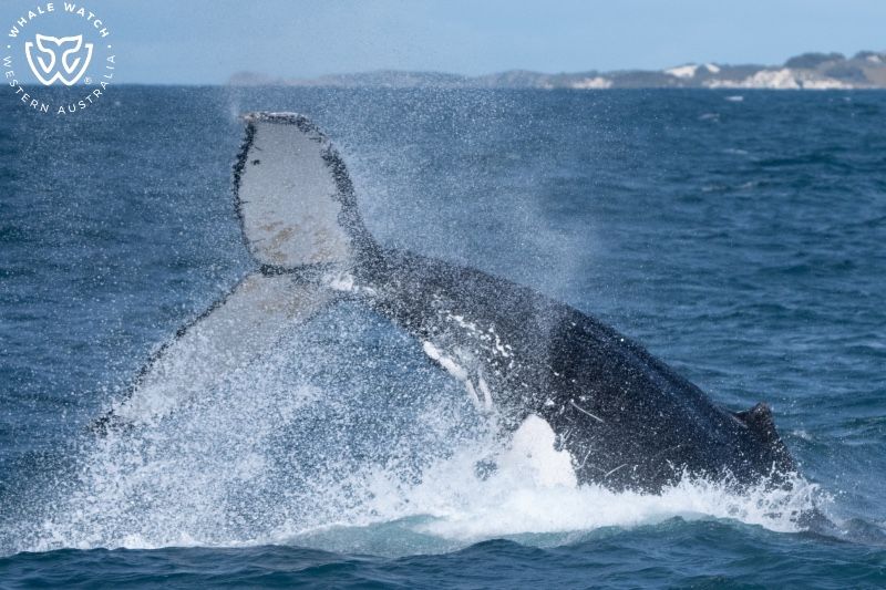 Whale Watch Western Australia