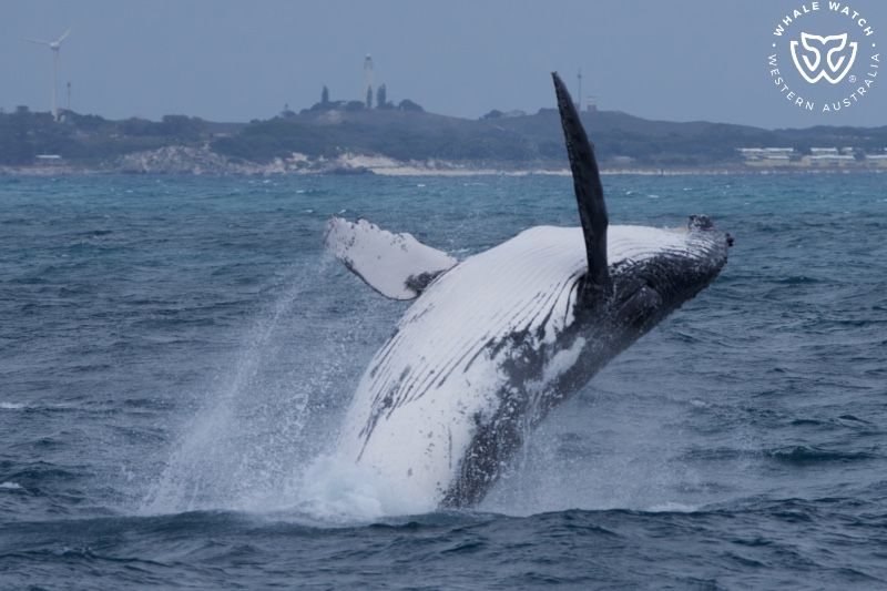 Whale Watch Western Australia