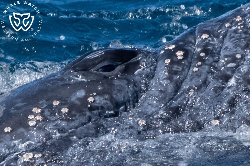 Whale Watch Western Australia