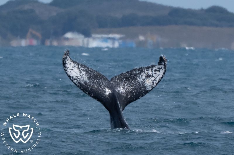 Whale Watch Western Australia
