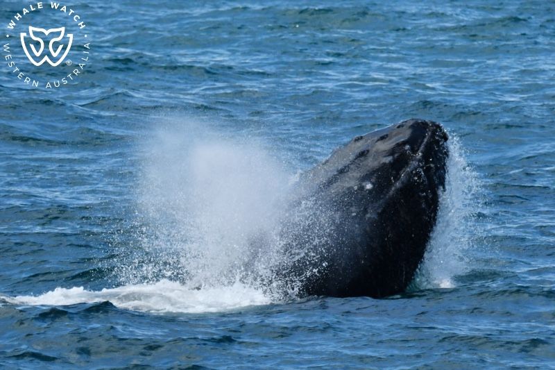 Whale Watch Western Australia