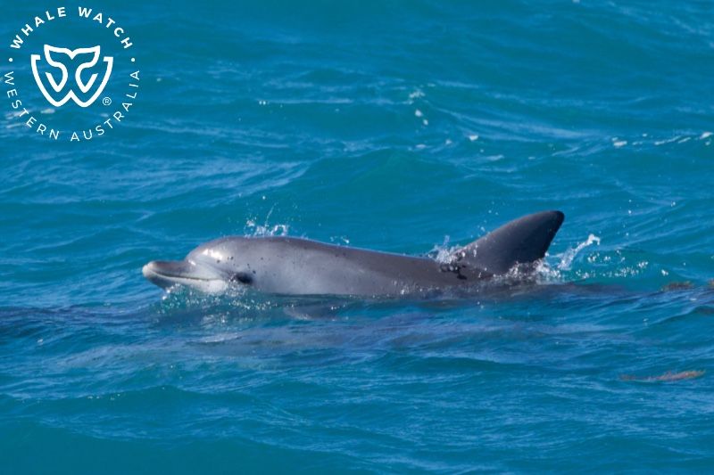 Whale Watch Western Australia