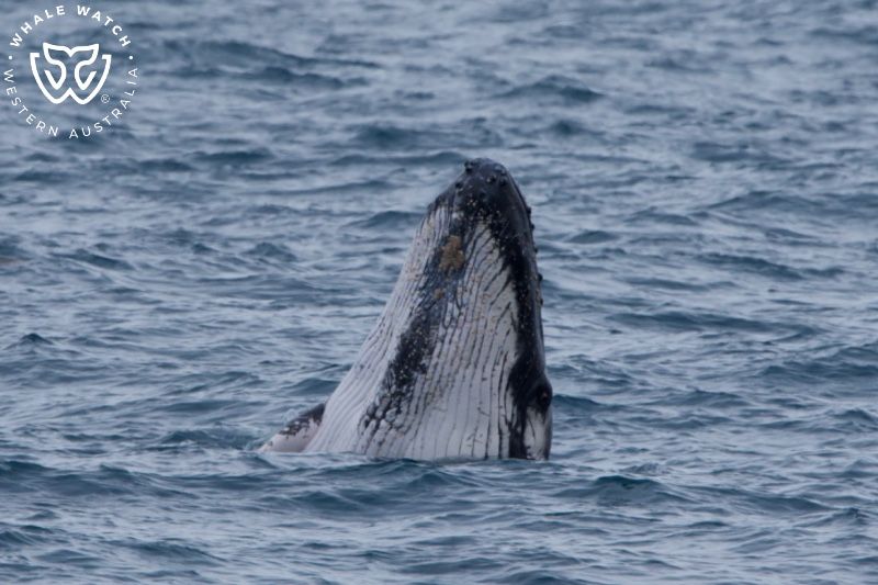 Whale Watch Western Australia