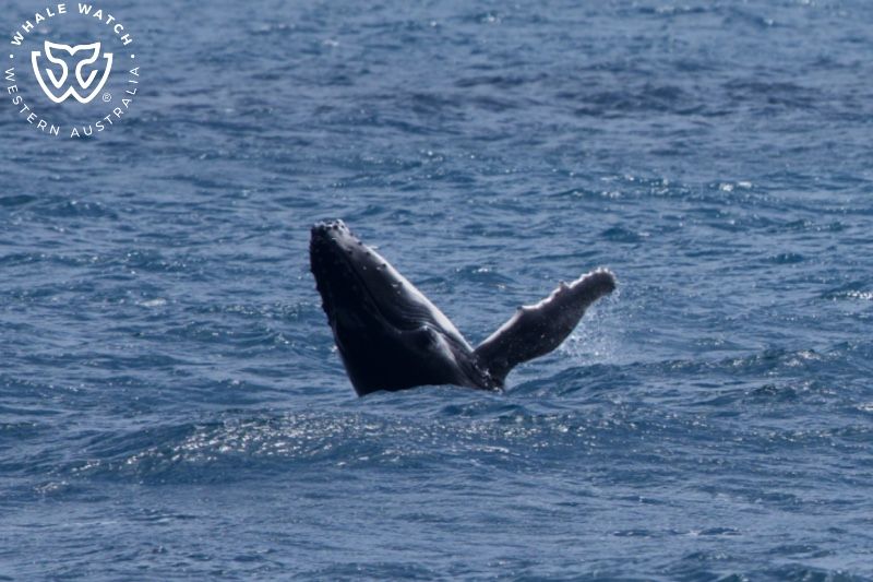 Whale Watch Western Australia