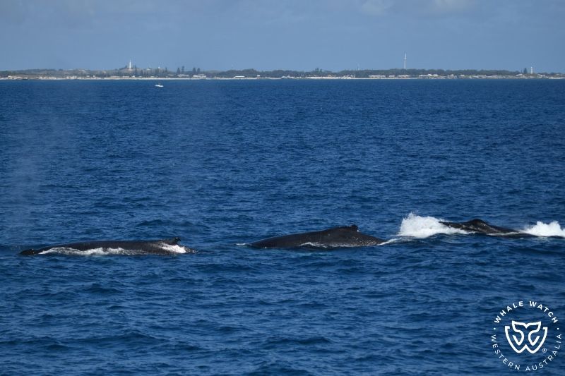 Whale Watch Western Australia