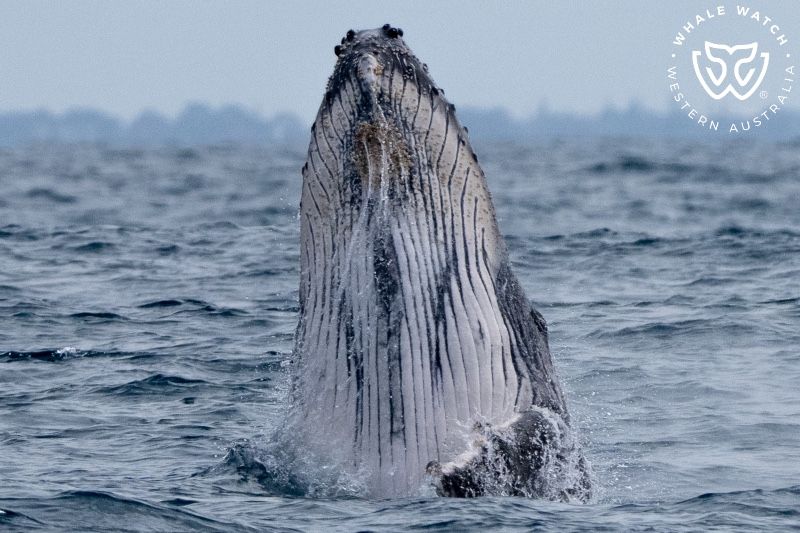 Whale Watch Western Australia