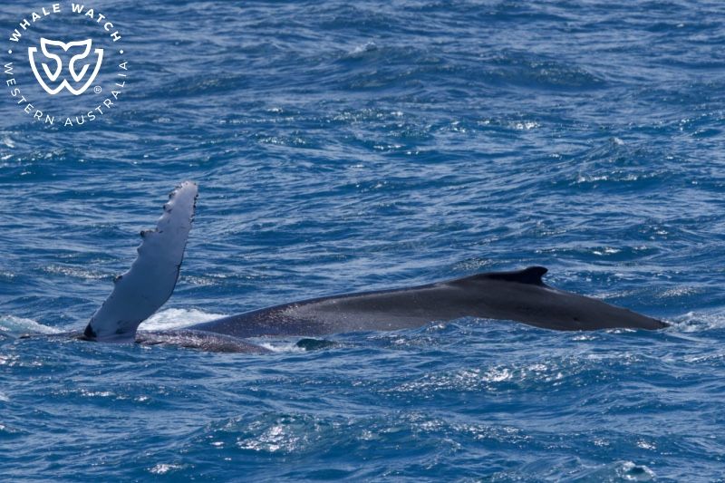 Whale Watch Western Australia