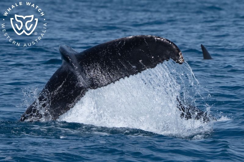 Whale Watch Western Australia