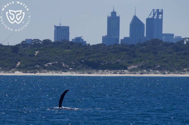 Whale Watch Western Australia