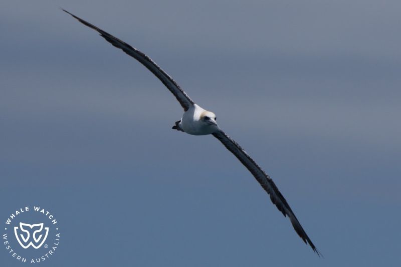 Whale Watch Western Australia