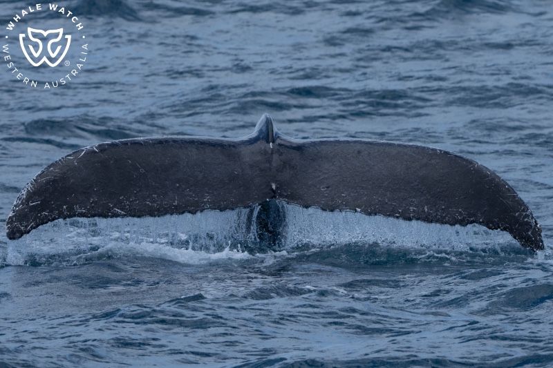 Whale Watch Western Australia