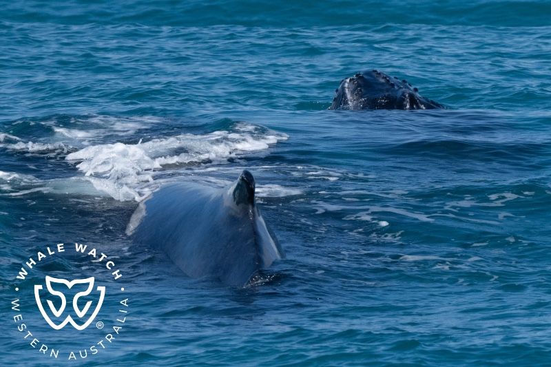 Whale Watch Western Australia