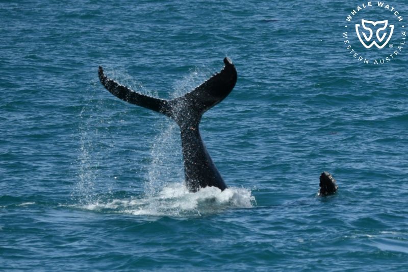 Whale Watch Western Australia