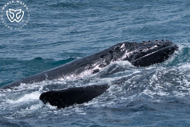 Whale Watch Western Australia
