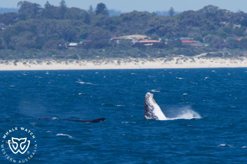 Whale Watch Western Australia