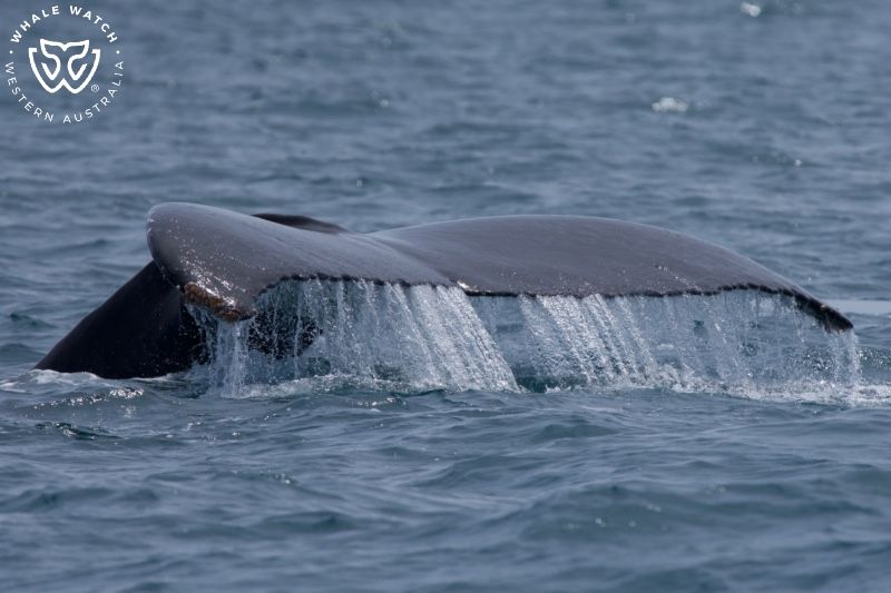 Whale Watch Western Australia