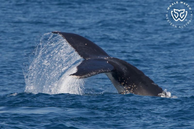 Whale Watch Western Australia