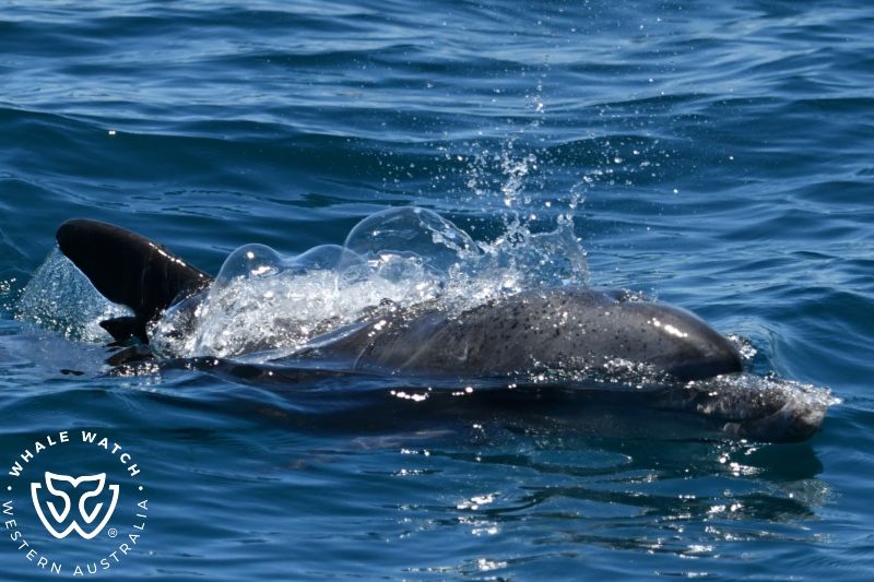 Whale Watch Western Australia
