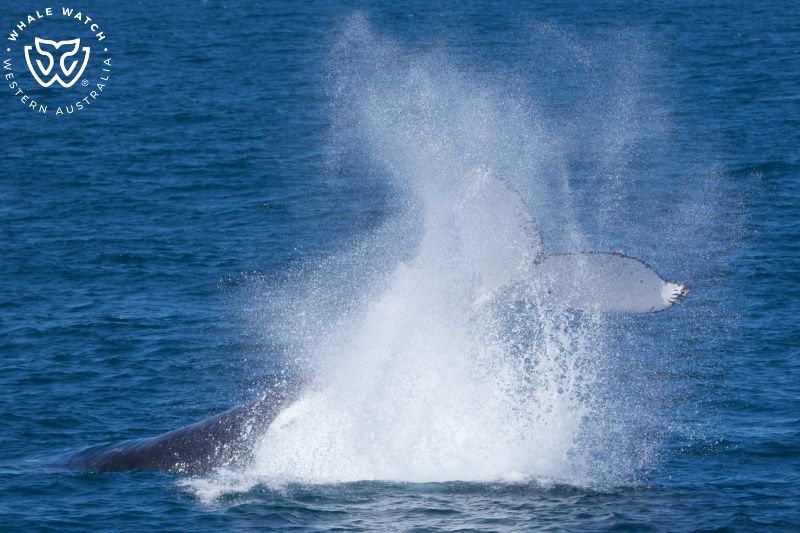 Whale Watch Western Australia