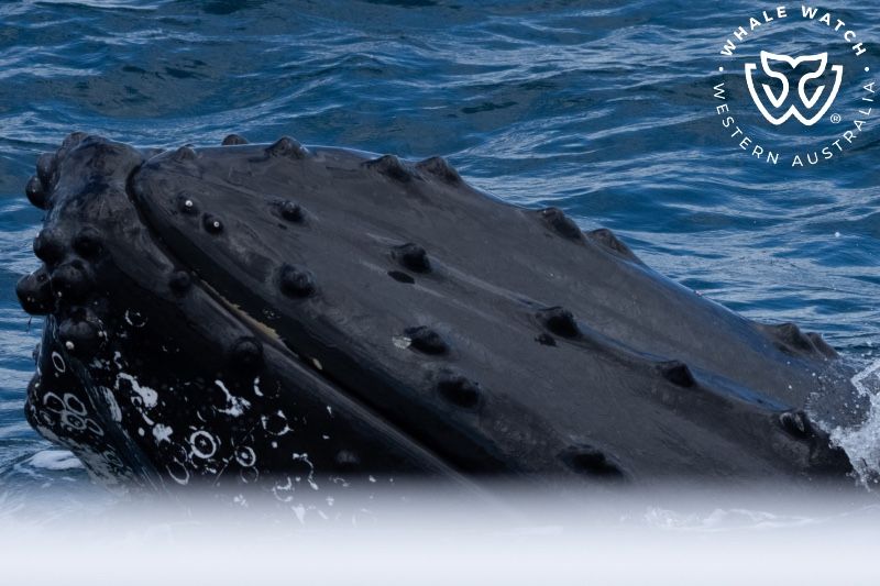 Whale Watch Western Australia