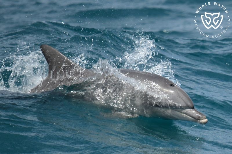 Whale Watch Western Australia