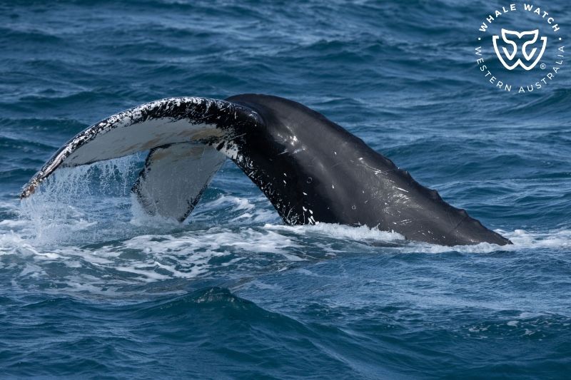 Whale Watch Western Australia