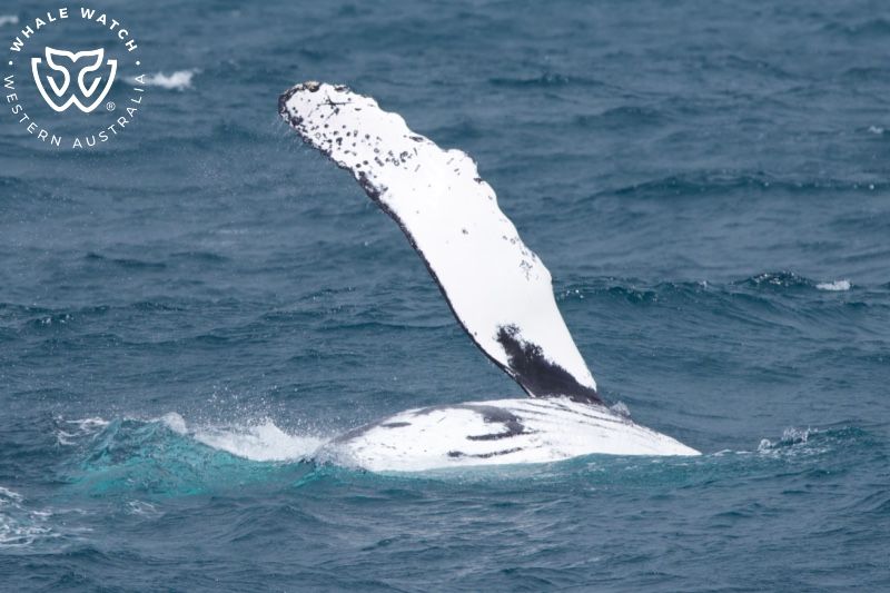 Whale Watch Western Australia