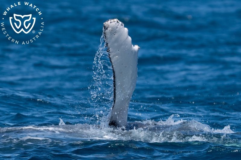 Whale Watch Western Australia